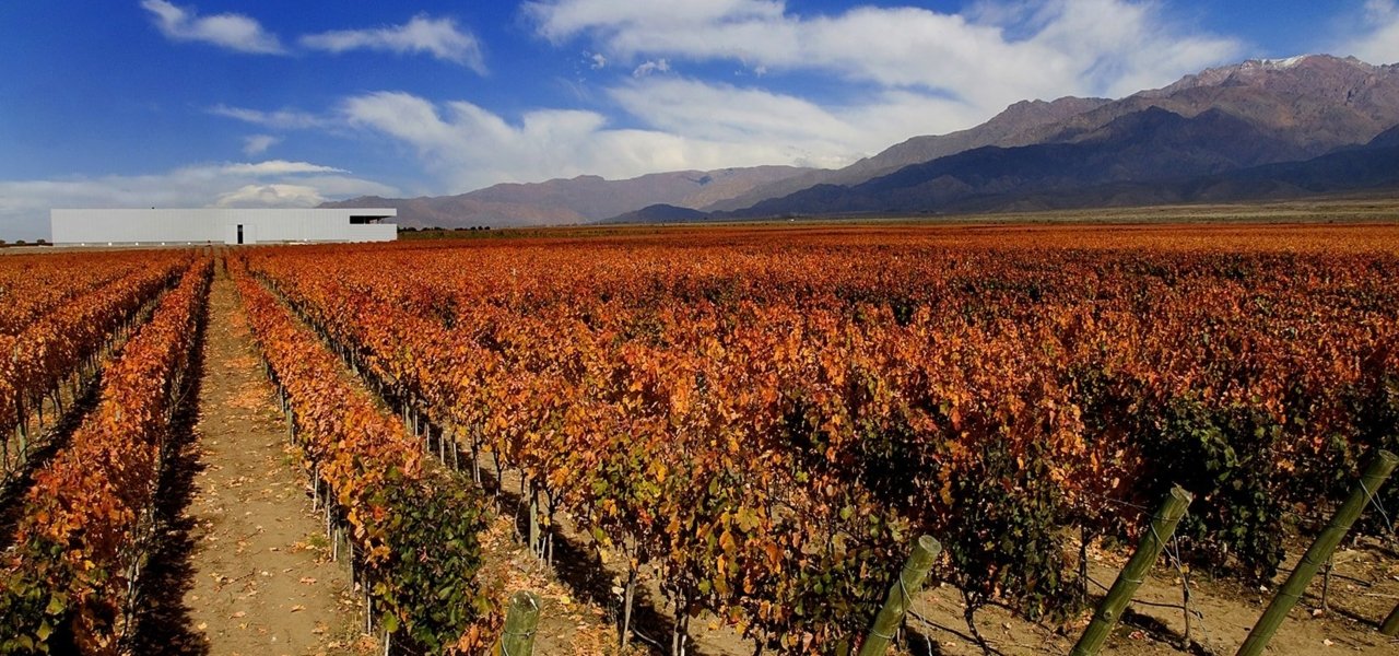 bodega rolland